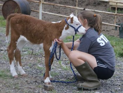 Tessa with a cow