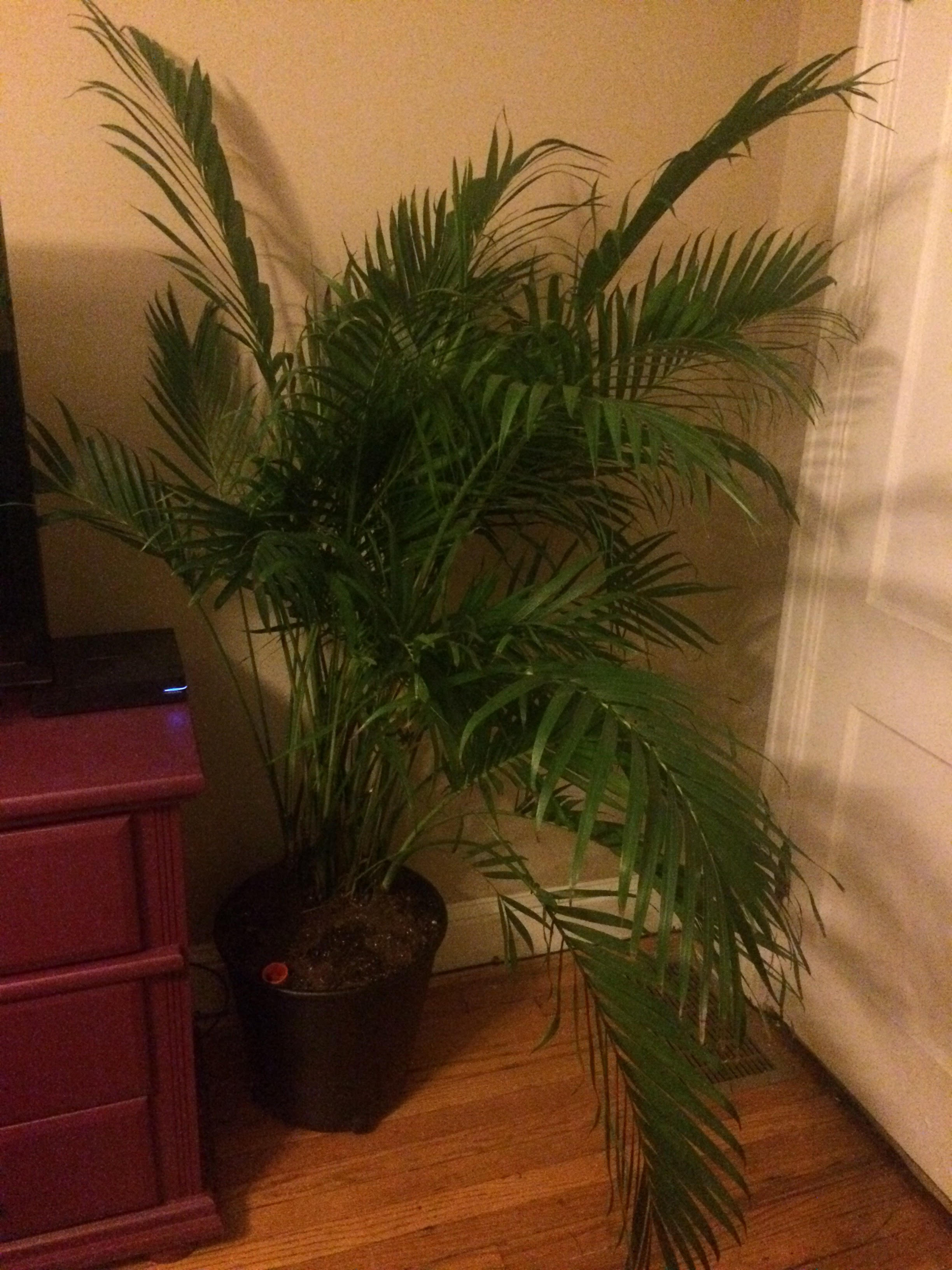 Ashley's house plant