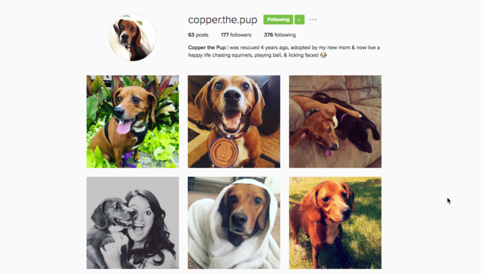 Copper's Instagram @copper.the.pup
